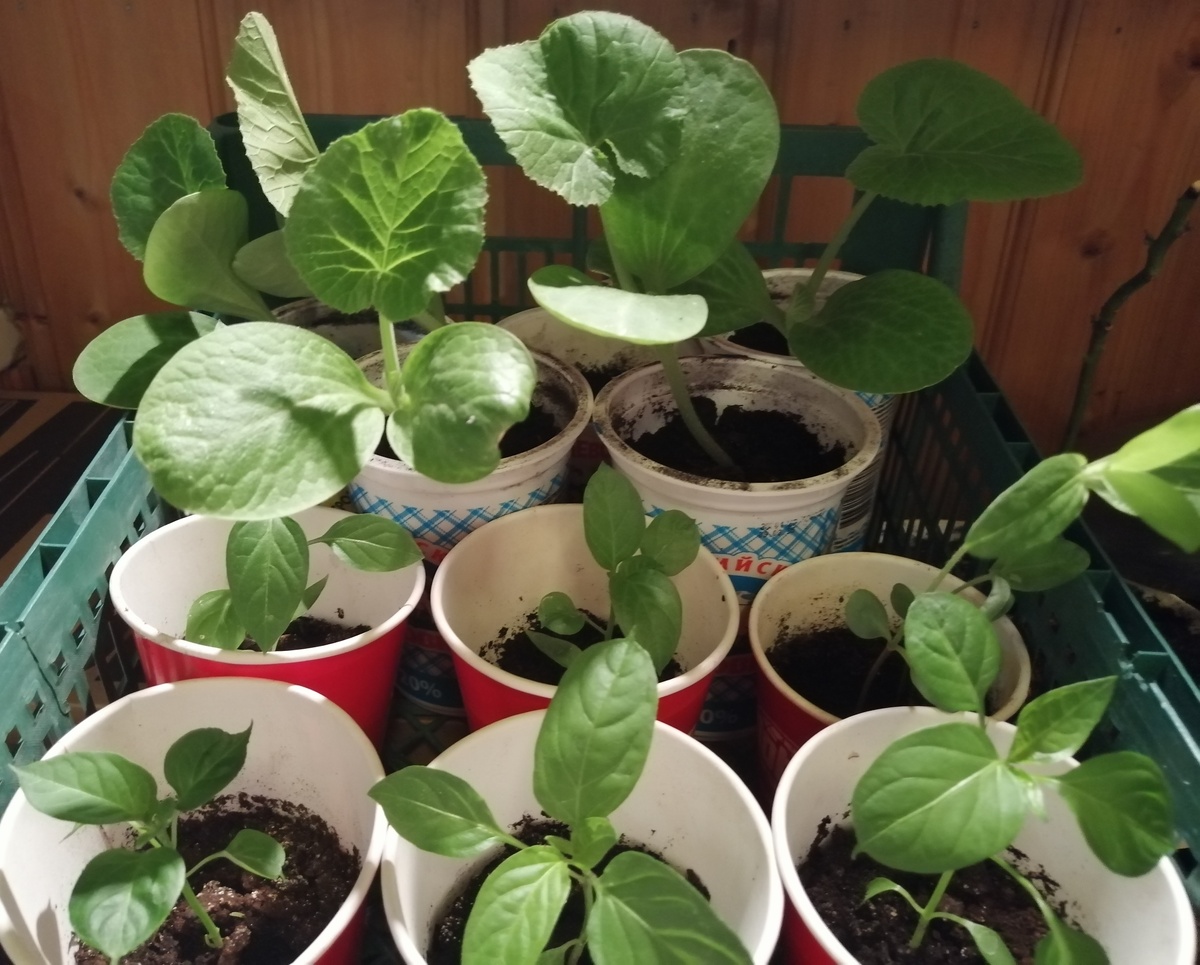 Погода, рассада и дачные планы: как весенние дожди влияют на огородные дела