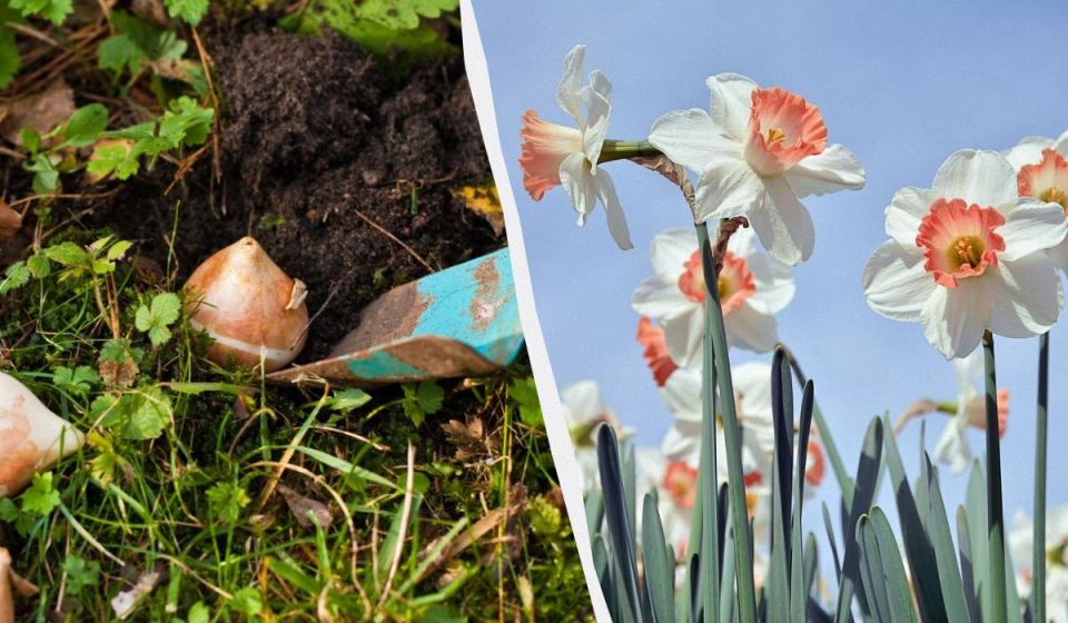 ��� ��������� ���������� ��������: ������ ��� ������� �������� �������