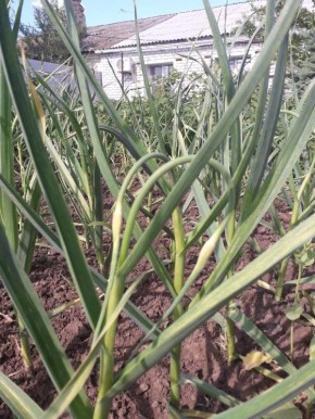 ��� ��������� ���������� ������ � ������ ������������ � ����� ��� ��������