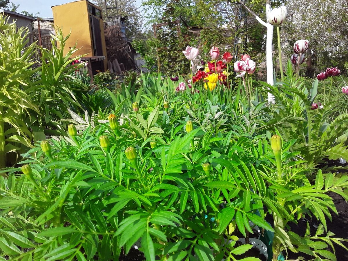 От семян до цветников: Как преодолеть трудности цветочной рассадой