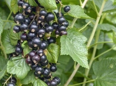 ������� �������� ��������� ������ ���������: ��� �������� �������� ������ ��� ������ ���������