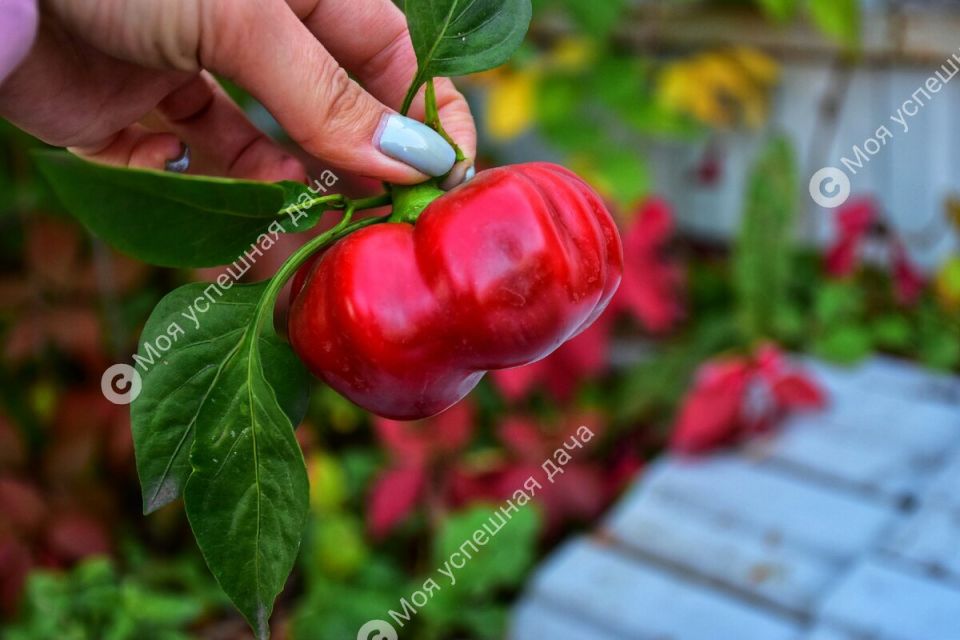 ������ ����� ����� ���������� ����� ��������� ����� ��������� � 2025 ����