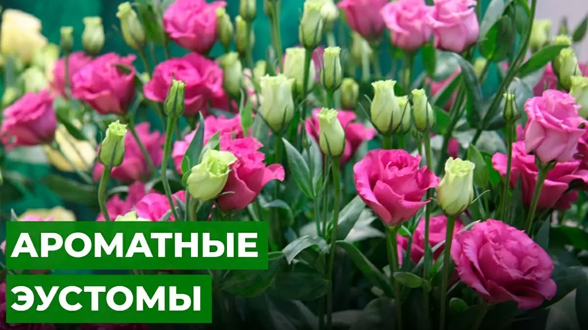 Эустома: секреты успешного выращивания рассад в вашем саду