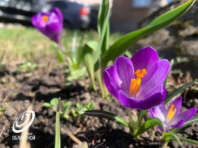 В Орле на городские клумбы за пару дней высадят 7000 цветов!