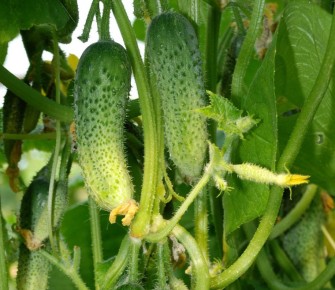 ����� ������� ��� �������: ����������� �������� � ����� �������