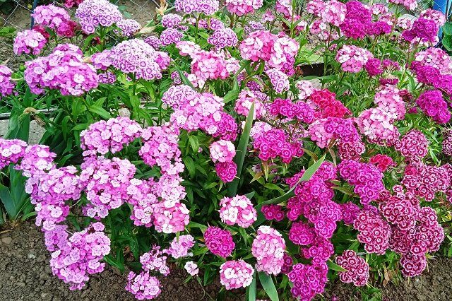 ��� ������� ��������� �������� ��������: ������� �������� ������