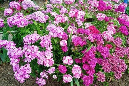 ��� ������� ��������� �������� ��������: ������� �������� ������