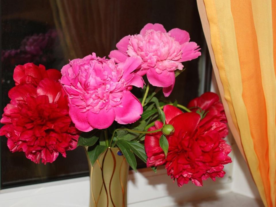 ��� �������� ����� ������: �������� ������ ��� ���������� ����