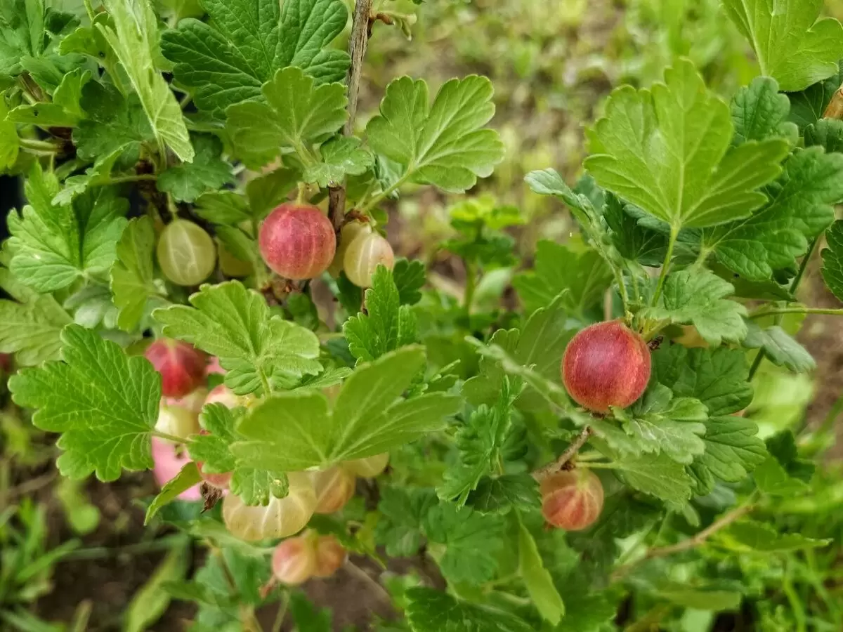 Как защитить крыжовник во время цветения