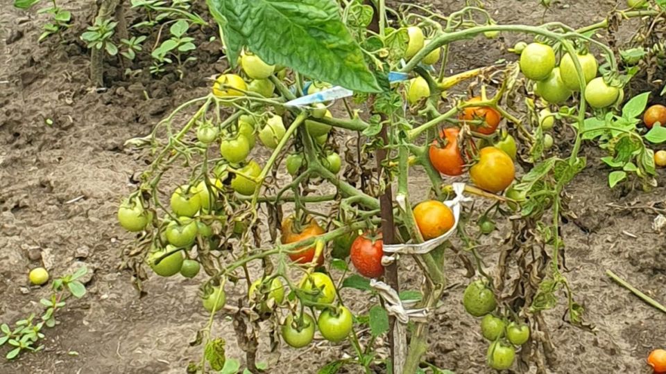 ��� ��������� ������ � �������� ����: ����������� ������ �����������