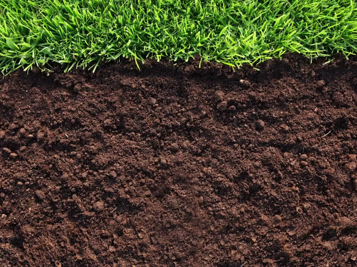 Песчаная почва: секреты успешного урожая на легких грунтах