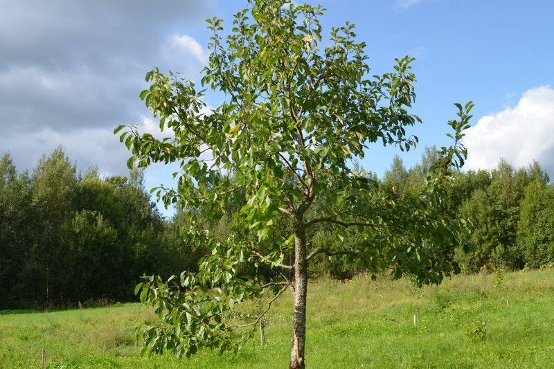 ���� �� ������ � ������: ������ ���� ����� ����