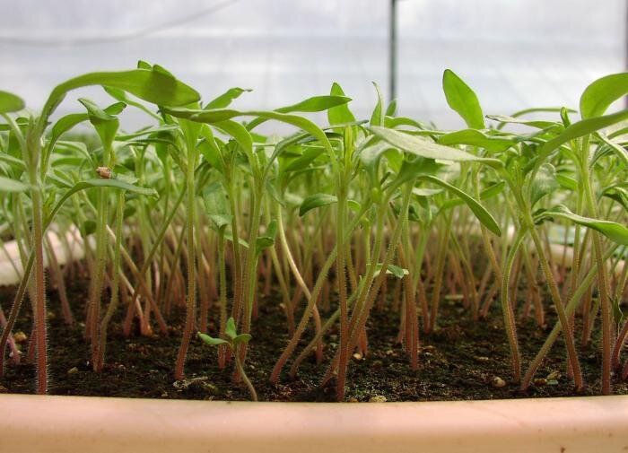 ��� �������� ������� �� ������� ����������