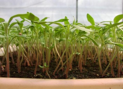 ��� �������� ������� �� ������� ����������