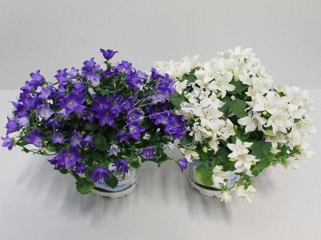 ��������� ������ ������ � �������: ������� ����� �� ����������