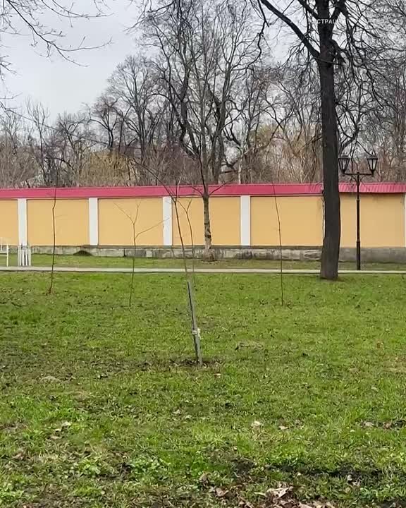 В Орле продолжается благоустройство улиц и высадка новых деревьев