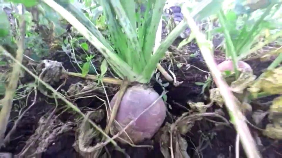 �������: ������� ����� ��������� ��������� ���������