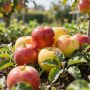 Яблоня Аркад розовый: как сладкое лето в вашем саду