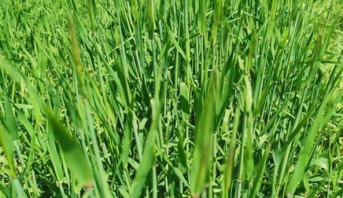 ������ ����������: ��� ������������ ������ ������� � ������������� ���������