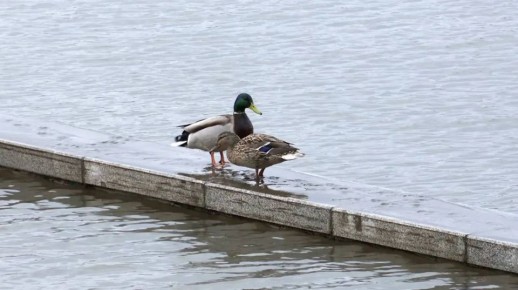 � ��������� ������� ��� ����������� ����� ��������� ������������ �� ����