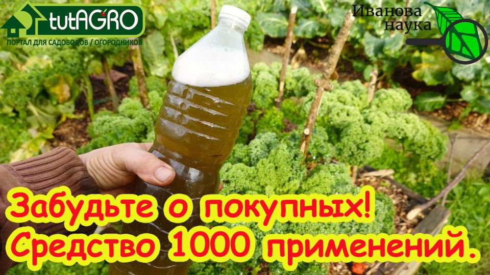 �����������: ��� ��������� ��� ����-�������� � �������� ��������