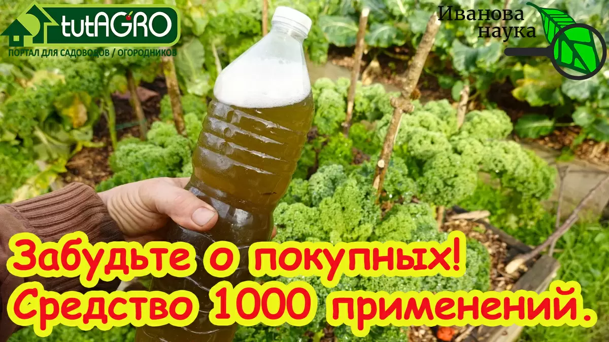 Клоностахис: как вырастить это чудо-растение в домашних условиях