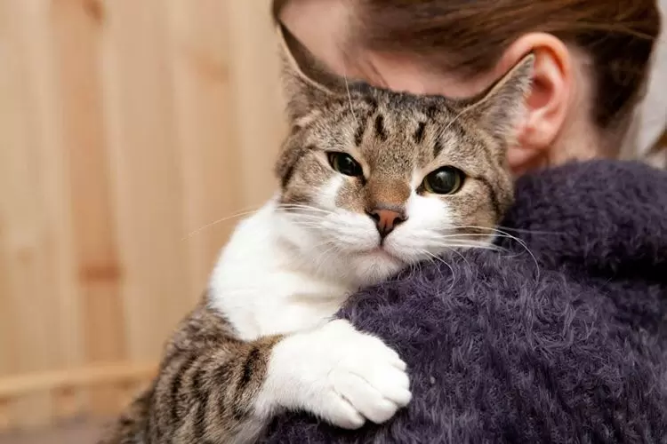 Как коты распознают своих хозяев: неожиданное открытие ученых