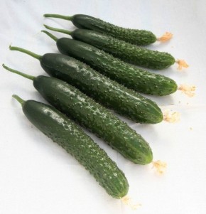 Огурец Вальсет: гибрид с гарантией весёлого урожая