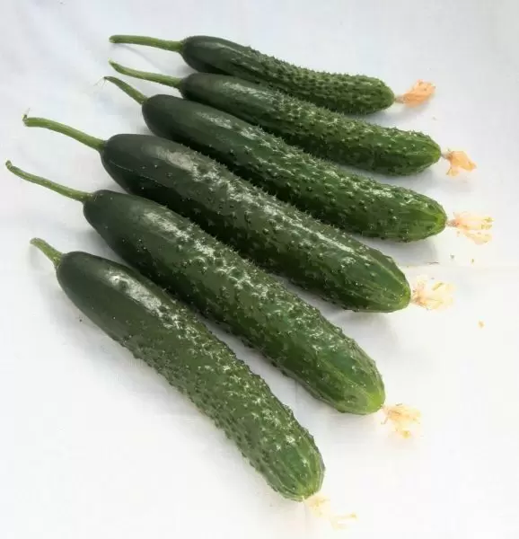 Огурец Вальсет: гибрид с гарантией весёлого урожая