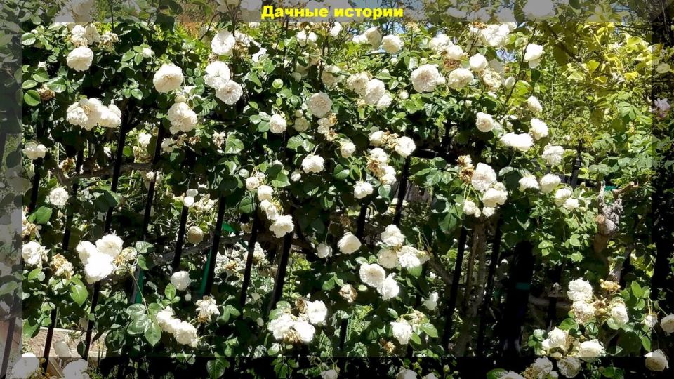 ��� ��������� ����������� ���� � ����: ������ �� ����� � ����� ������