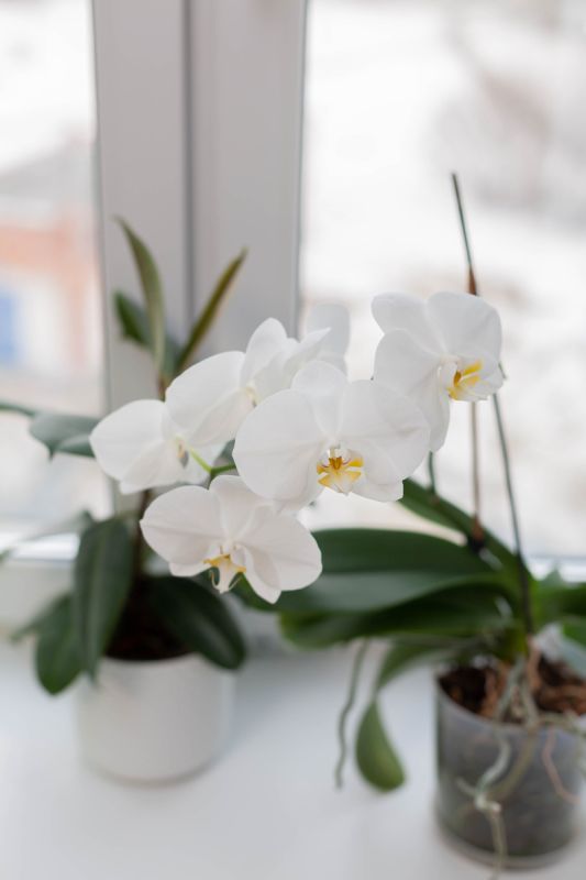 ��� ������ �������: ������� �����, ������� ��������