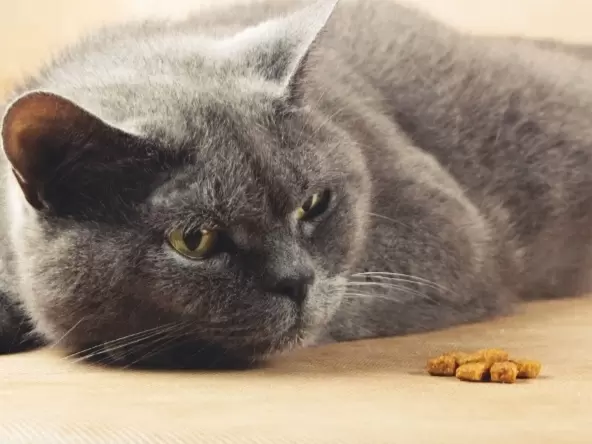 Почему кошки предпочитают голодать вместо неприемлемой еды
