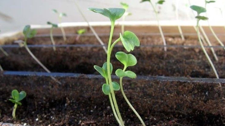 ��� ��������� ������� ������� �������: ������� ������� � ����������� �������