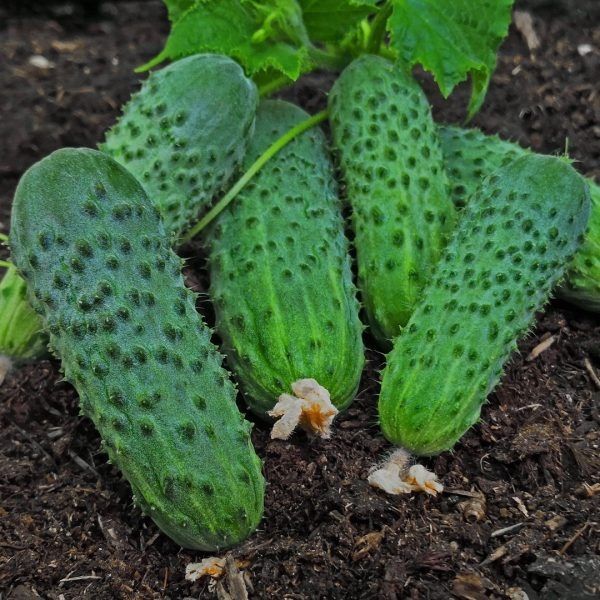 ������ ���������: ������ ������ ��� ��������� ������