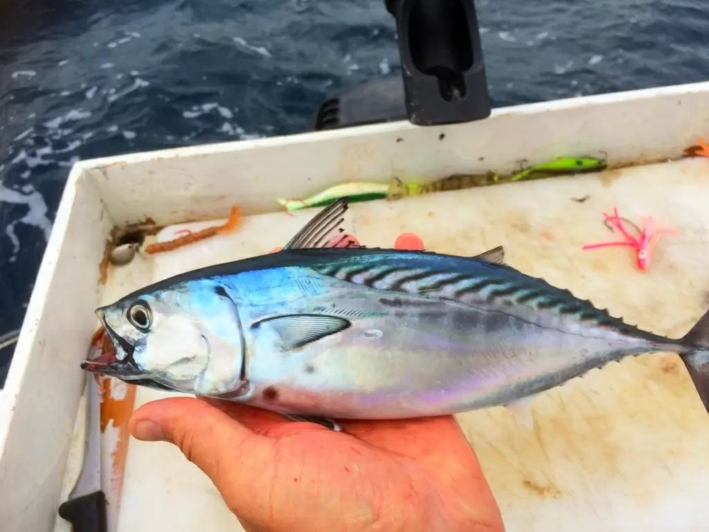 Скумбриевидный тунец: уникальный обитатель морских глубин