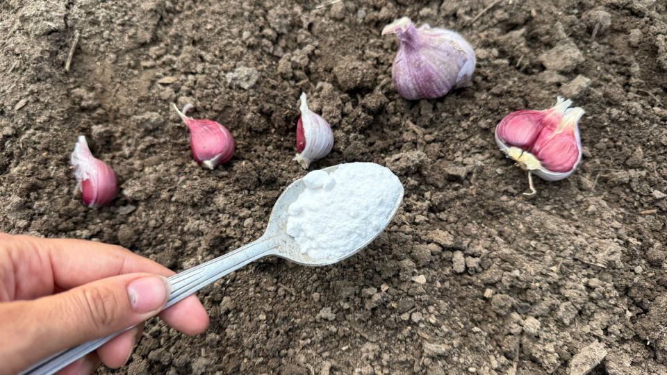 ��� ���� �������� �������� ������� ������ �������: ������� ������� �������