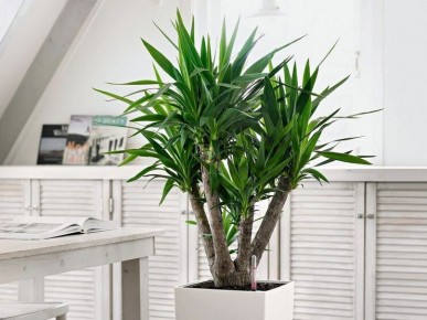 ����: ������������ ��������, ������� ������� ��� ��� � ����