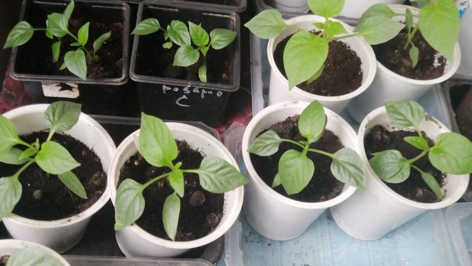 ����������� ����������� �����: ��� ���������� � �������� �������� ������