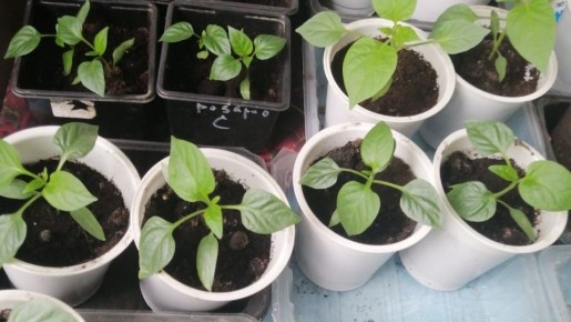 ����������� ����������� �����: ��� ���������� � �������� �������� ������