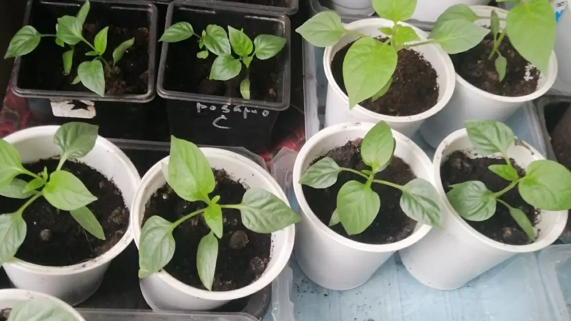 Натуральные стимуляторы роста: как сэкономить и получить отличный урожай