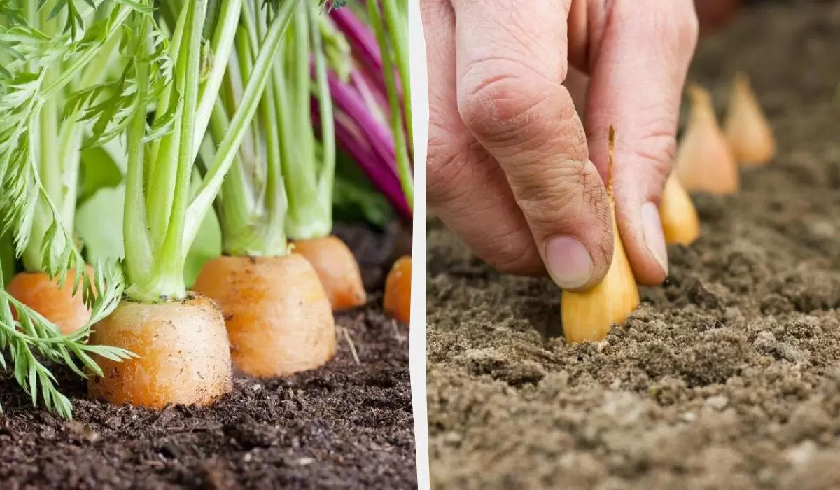 Как правильно выбрать компаньонов для моркови: советы по совместным посадкам