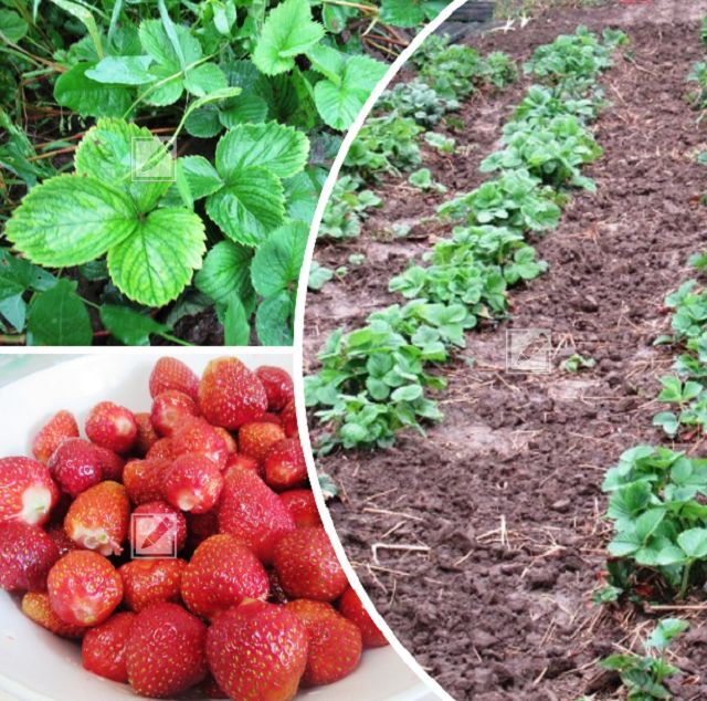 ��� ��������� ����������� �������� � ���������� ������: ������ �� ������� � ���������