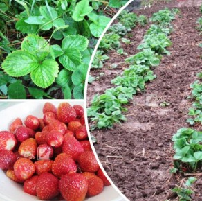 ��� ��������� ����������� �������� � ���������� ������: ������ �� ������� � ���������