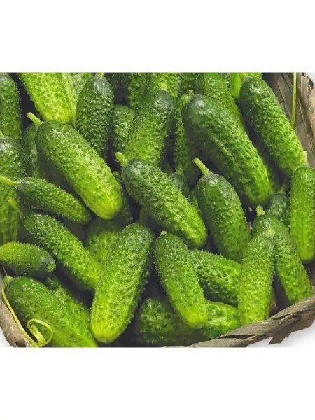 ������ ������: ��������� ������, ������� ��� ������ ������