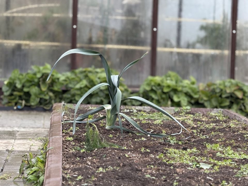 ����� ����� ���-�����: ��� ������� ��������� �����������