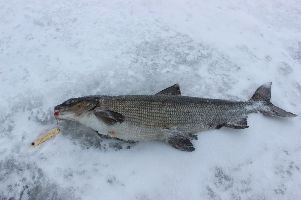 ��� ��������� �������� ����: ������ �� �������������