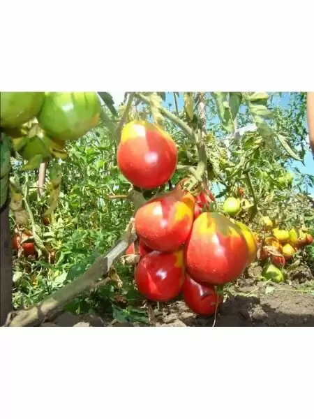 Томат Иван Купала: необычная форма и вкус, которые меняют взгляд на грядку