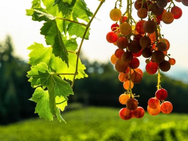 ������� ������� ��� �����: ���-����� ��������� ��� ������� ������������