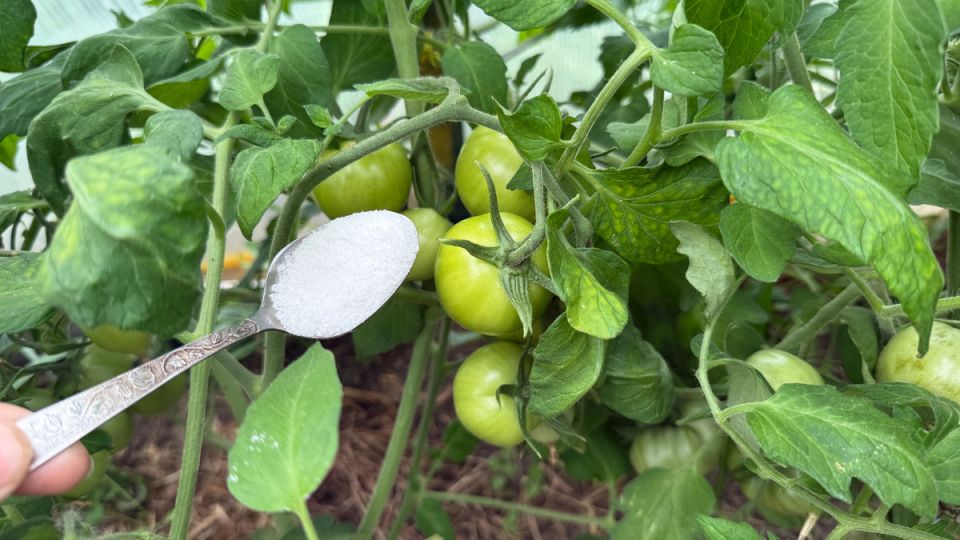 ��� ������� ���� ����� ������ ��� ������ �������