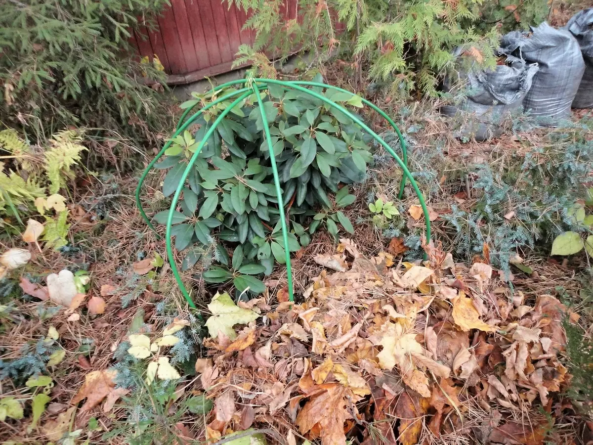 Как укрыть рододендроны на зиму: секреты зимовки этих красавцев